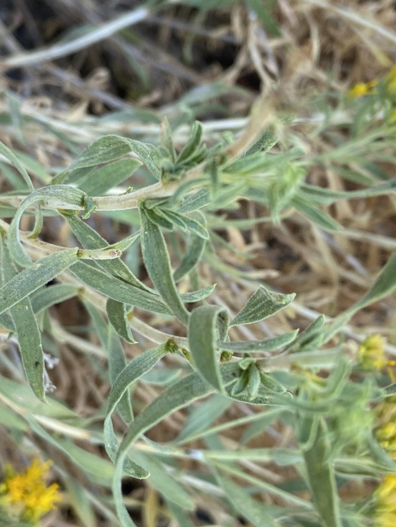 Chrysothamnus viscidiflorus subsp. lanceolatus photo 7