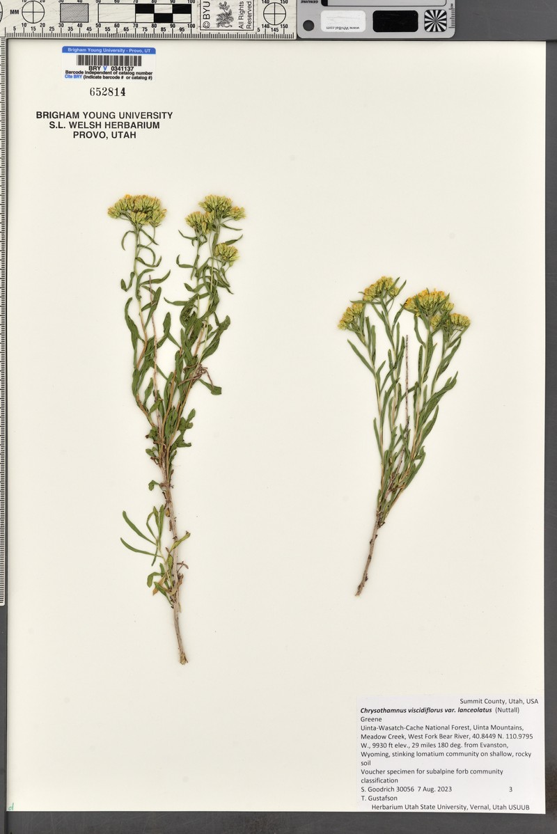 Chrysothamnus viscidiflorus subsp. lanceolatus photo 8