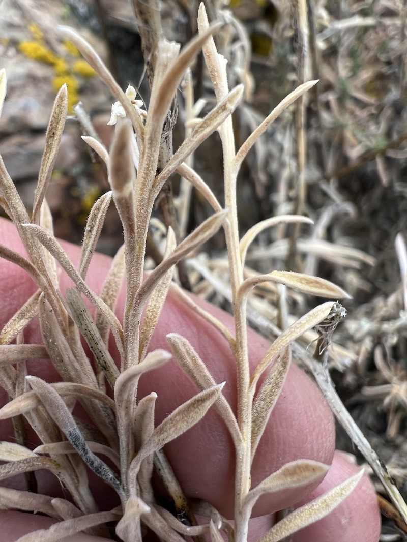 Chrysothamnus viscidiflorus subsp. puberulus