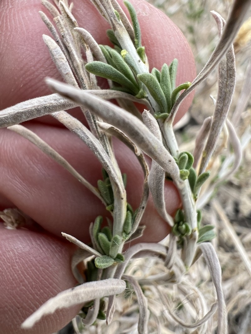 Chrysothamnus viscidiflorus subsp. puberulus photo 2