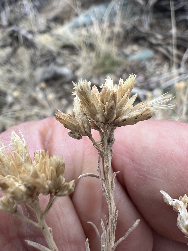 Chrysothamnus viscidiflorus subsp. puberulus photo 3