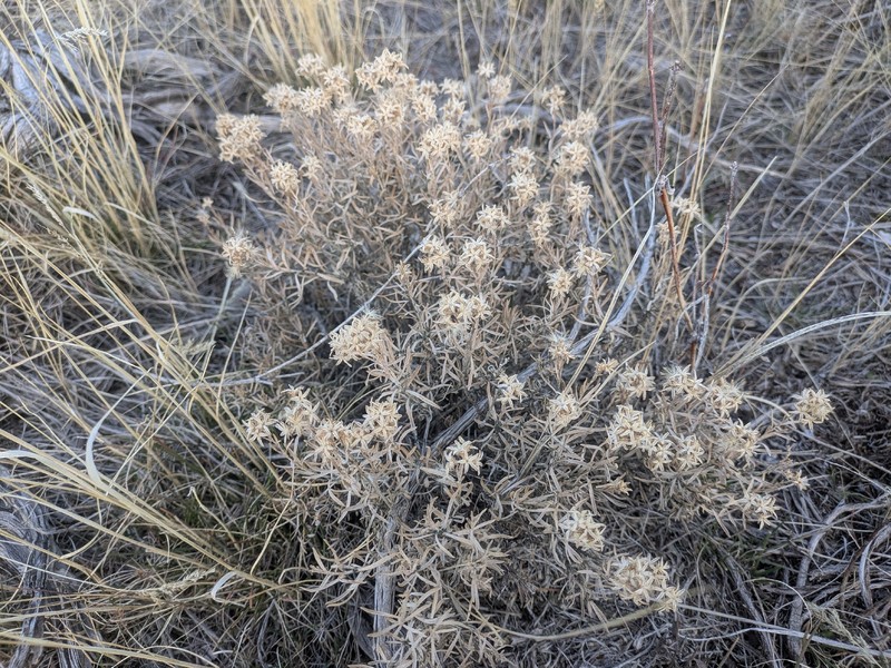 Chrysothamnus viscidiflorus subsp. puberulus photo 4