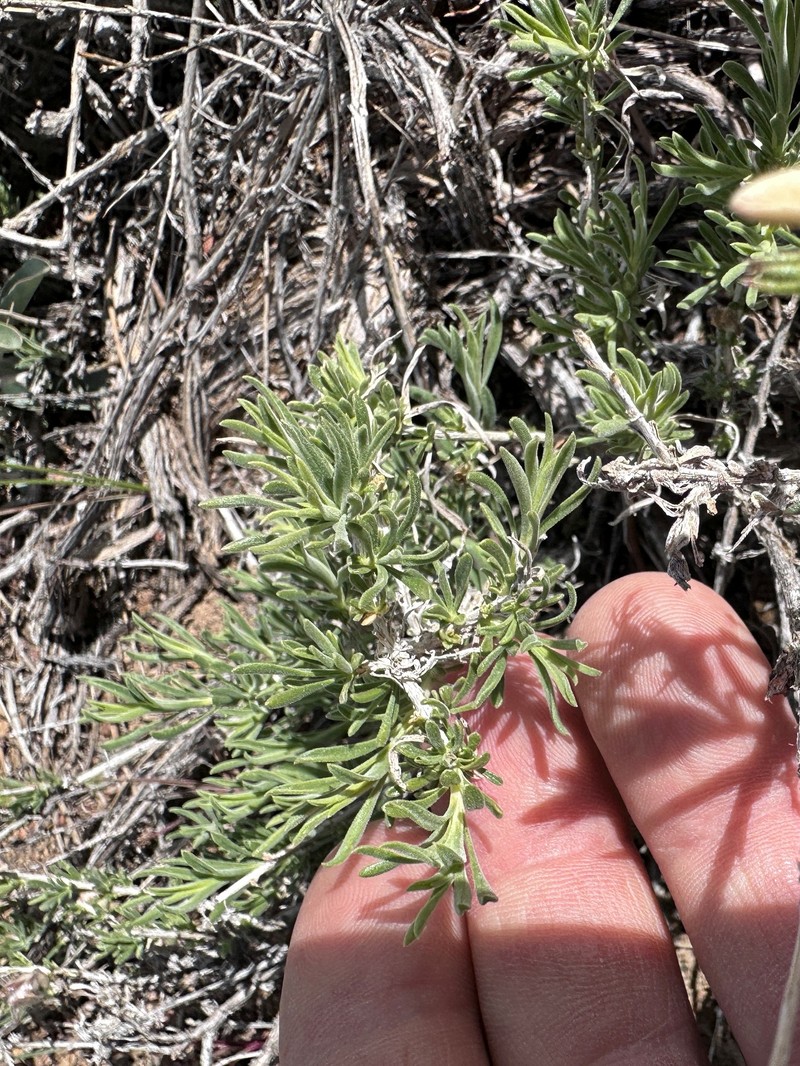 Chrysothamnus viscidiflorus subsp. puberulus photo 5