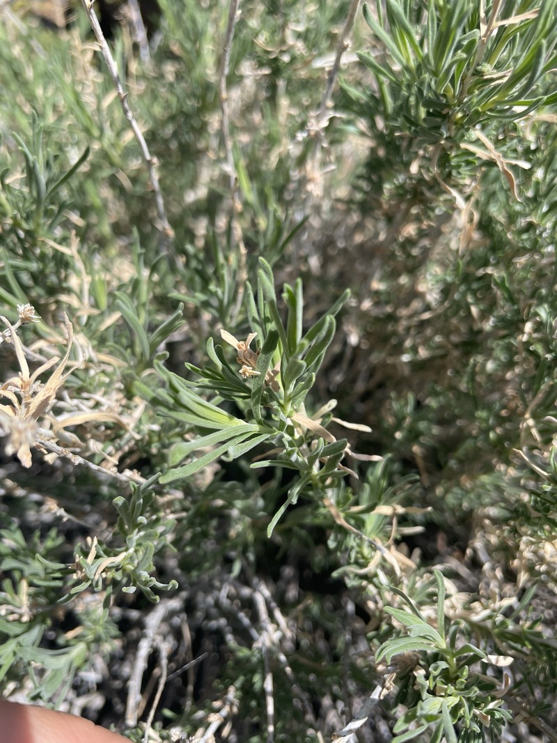 Chrysothamnus viscidiflorus subsp. puberulus photo 6