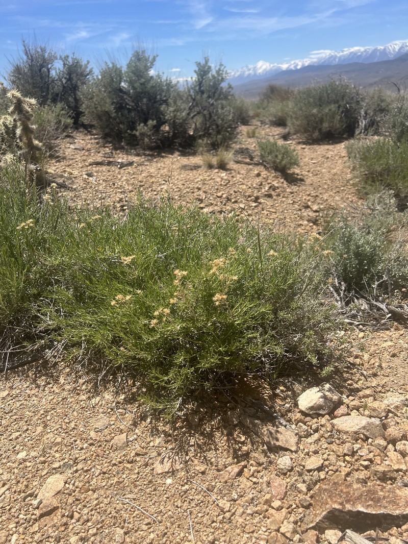 Chrysothamnus viscidiflorus subsp. puberulus photo 7