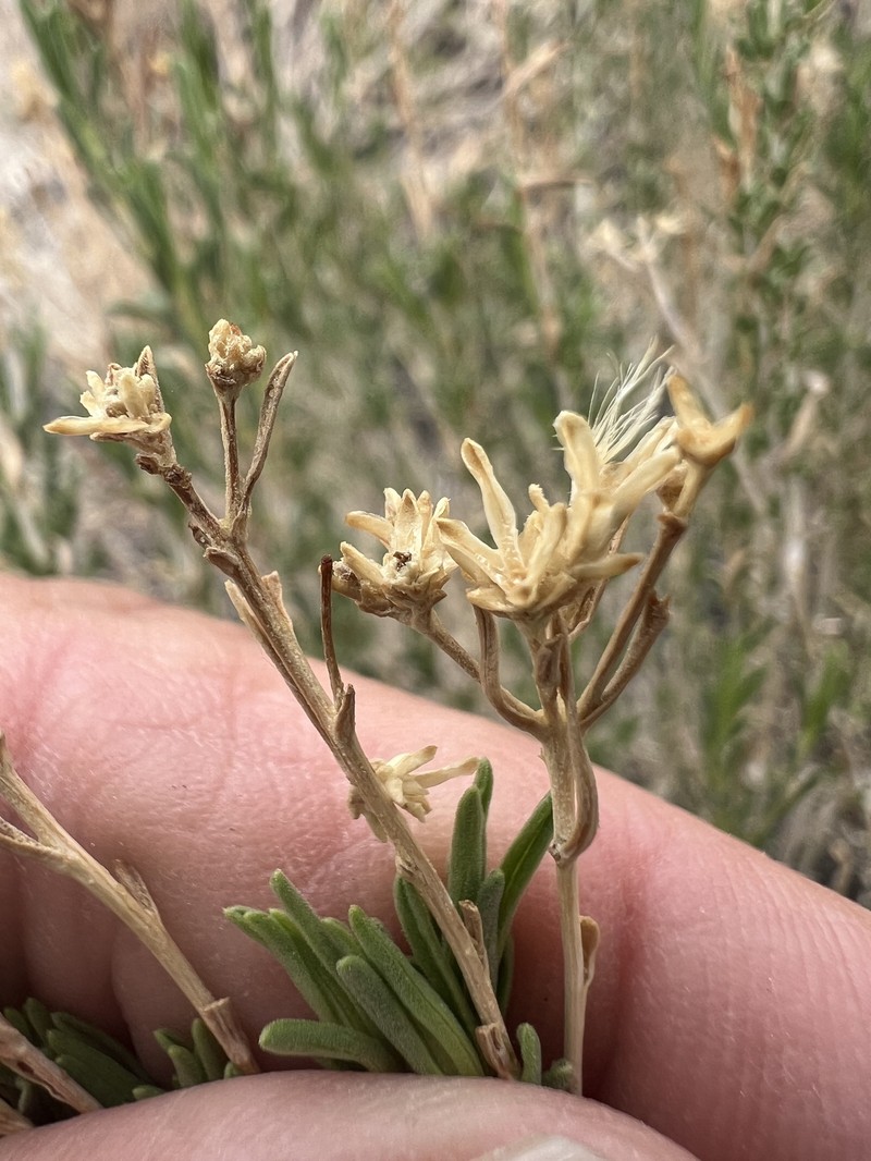 Chrysothamnus viscidiflorus subsp. puberulus photo 8