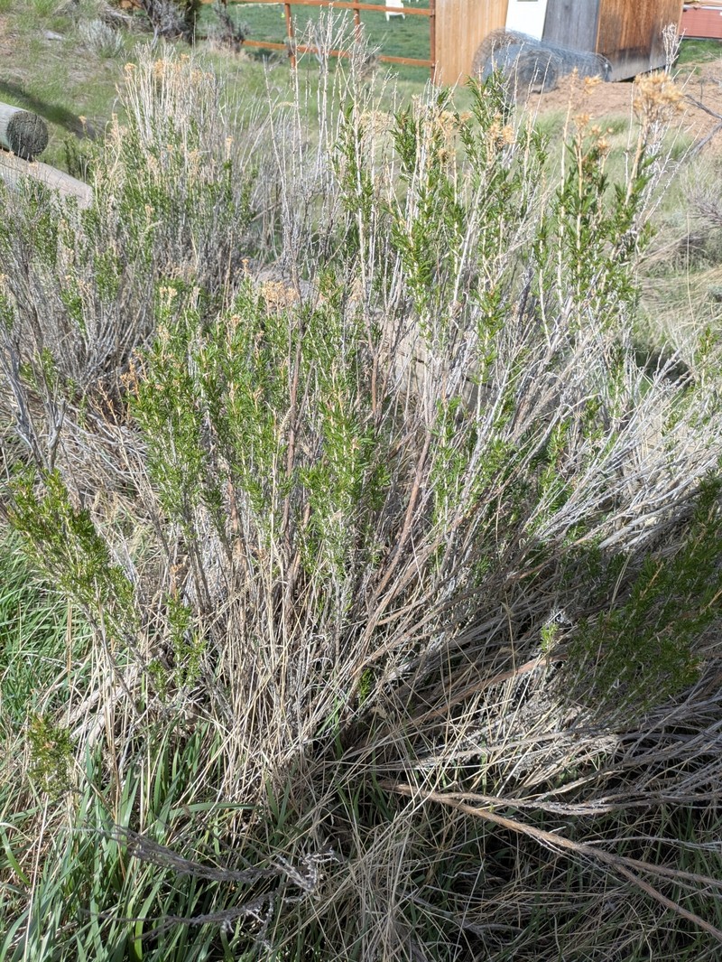 Chrysothamnus viscidiflorus subsp. viscidiflorus