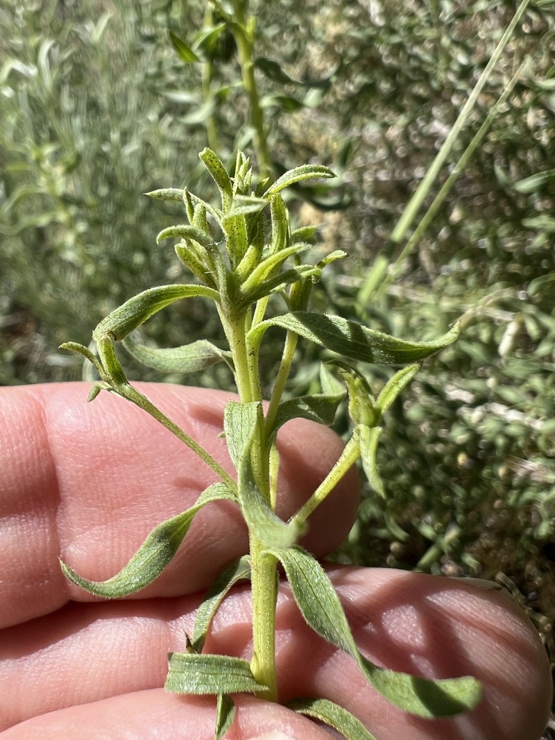 Chrysothamnus viscidiflorus subsp. viscidiflorus photo 2
