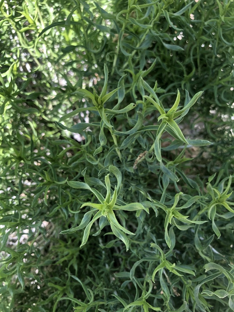 Chrysothamnus viscidiflorus subsp. viscidiflorus photo 3