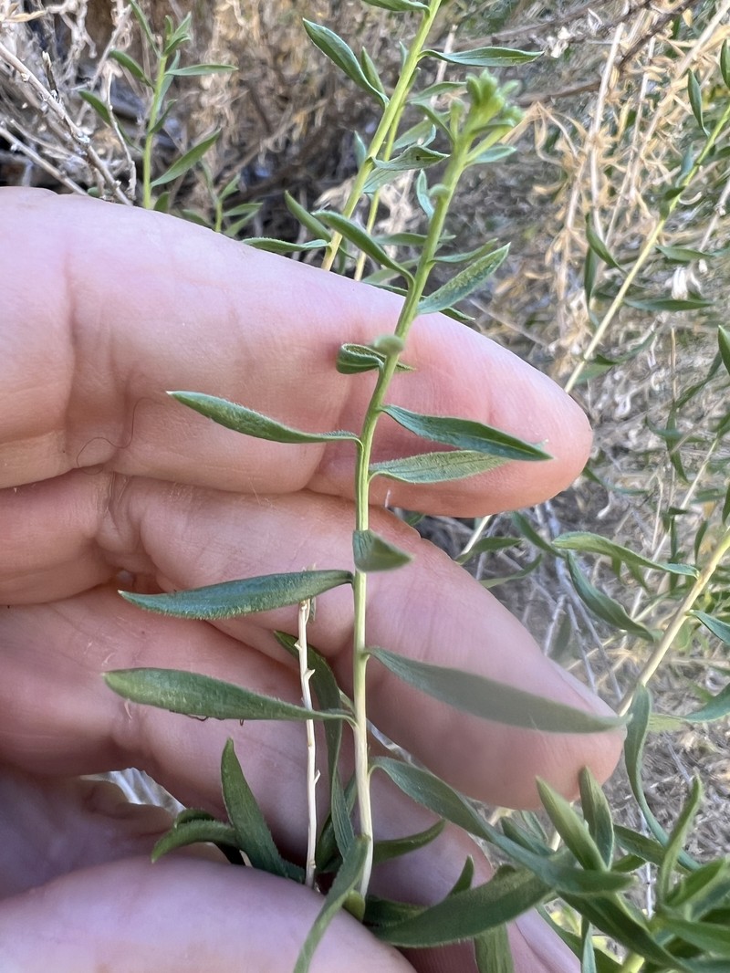 Chrysothamnus viscidiflorus subsp. viscidiflorus photo 4
