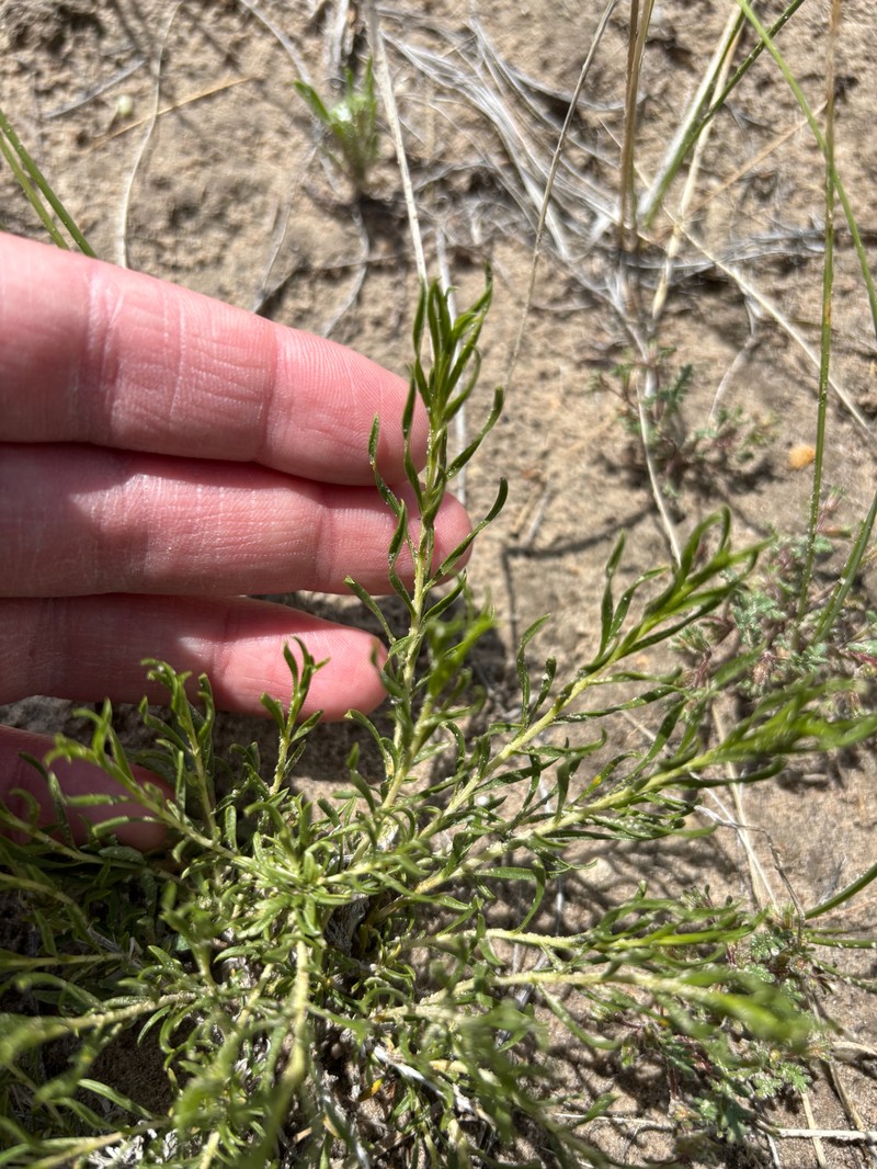 Chrysothamnus viscidiflorus subsp. viscidiflorus photo 5
