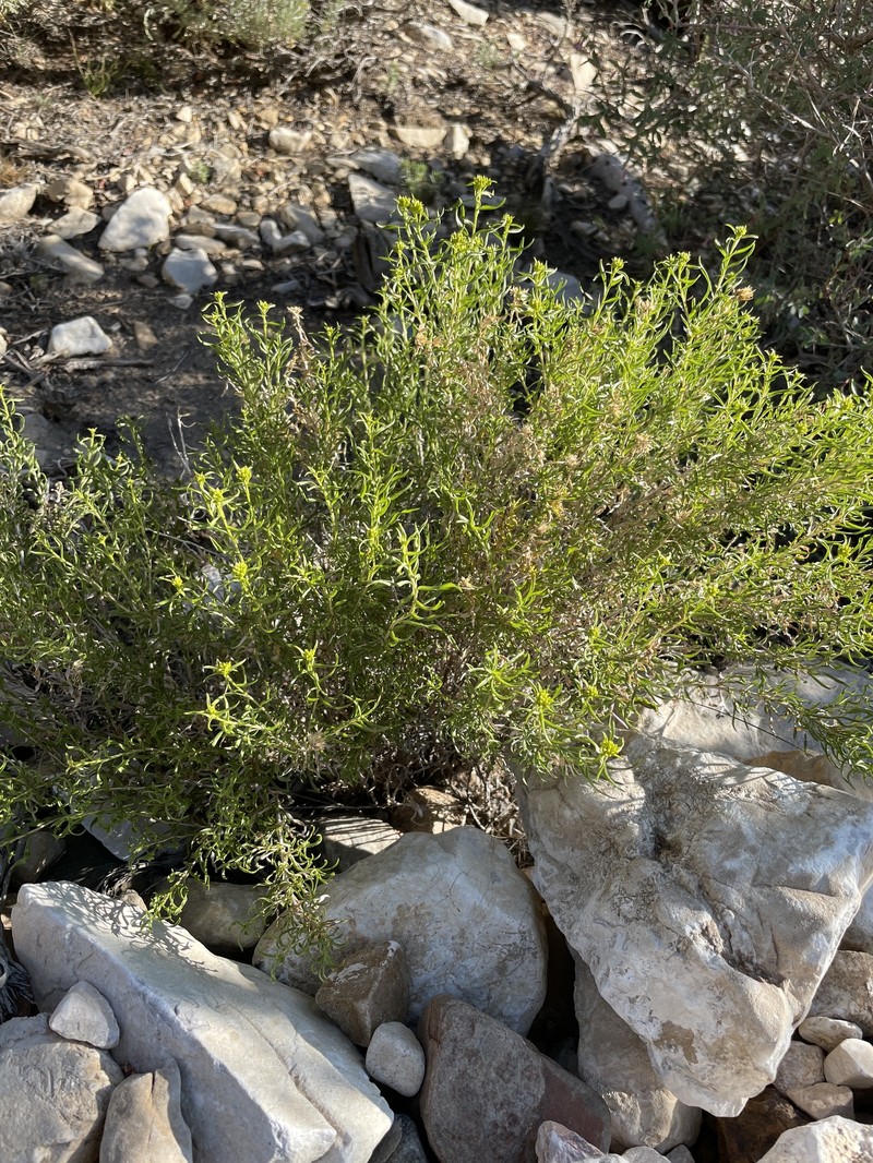 Chrysothamnus viscidiflorus subsp. viscidiflorus photo 6