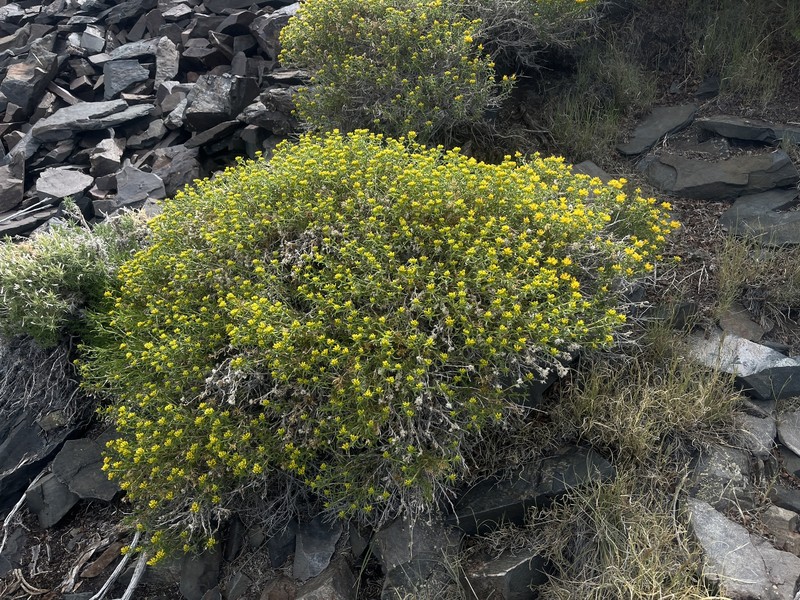 Chrysothamnus viscidiflorus subsp. viscidiflorus photo 7