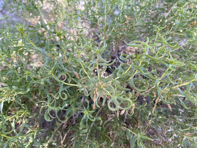 Chrysothamnus viscidiflorus subsp. viscidiflorus photo 8