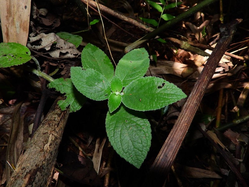 Chrysothemis adenosiphon