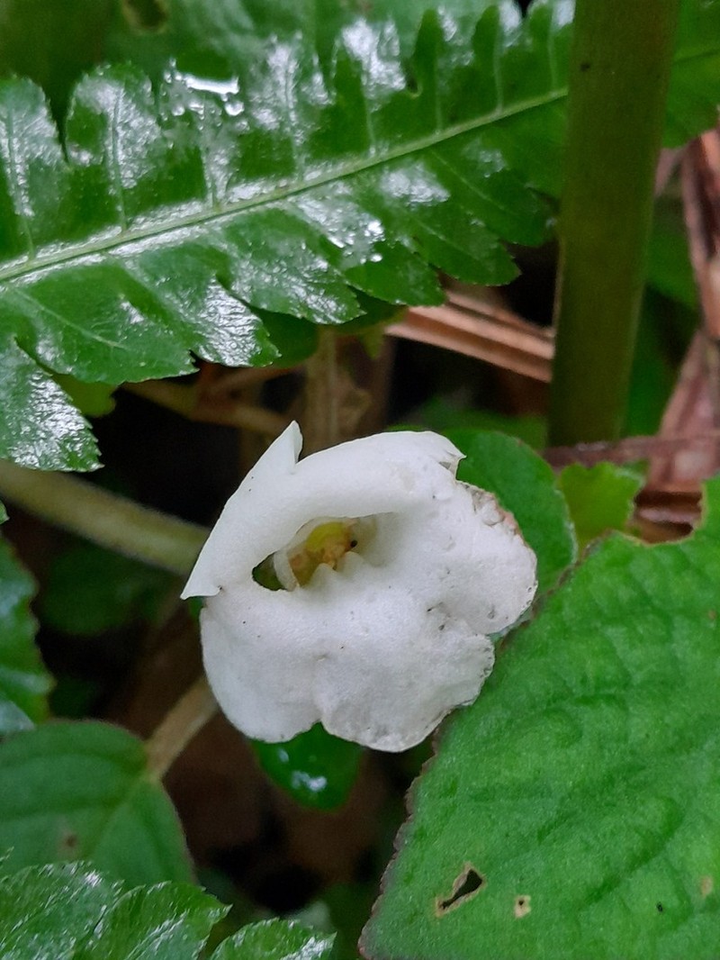 Chrysothemis adenosiphon photo 2