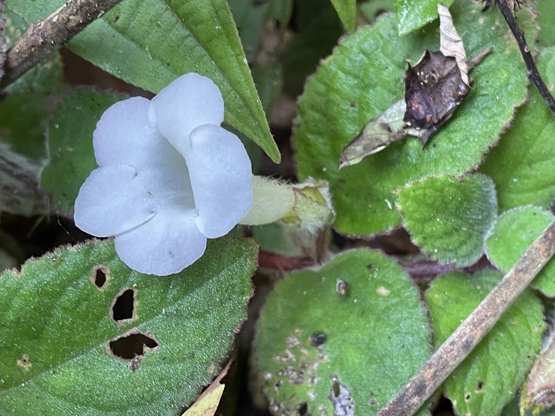 Chrysothemis adenosiphon photo 3
