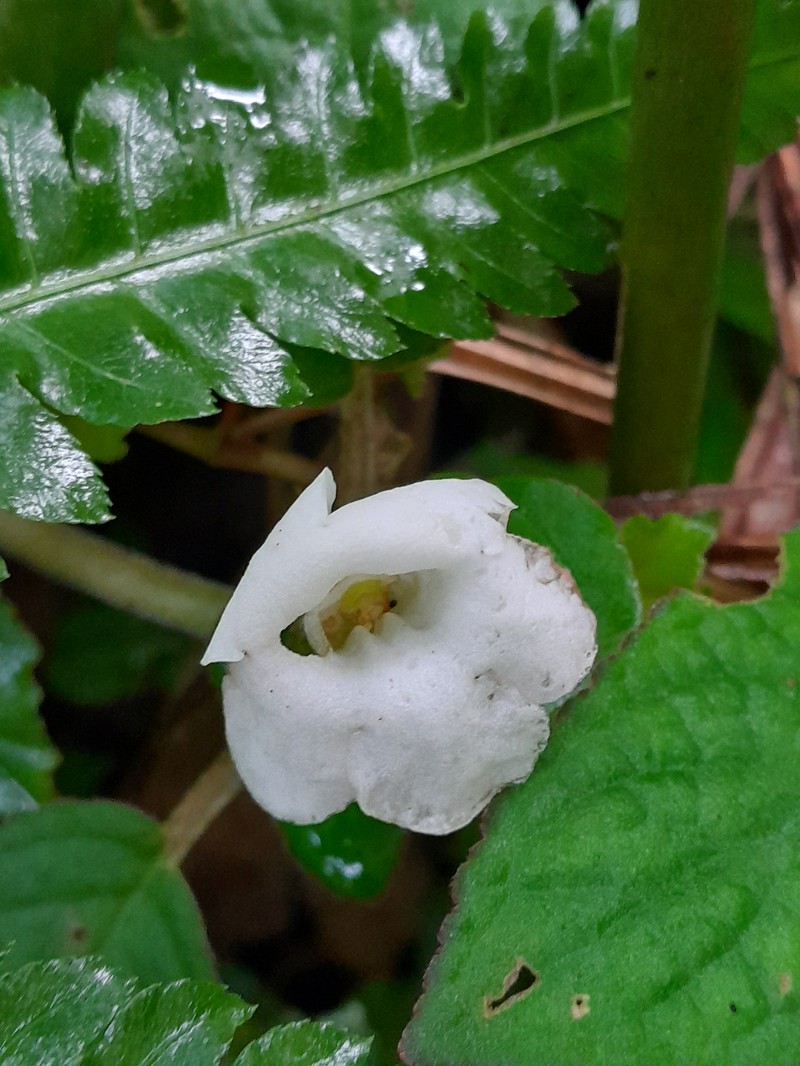 Chrysothemis adenosiphon photo 5