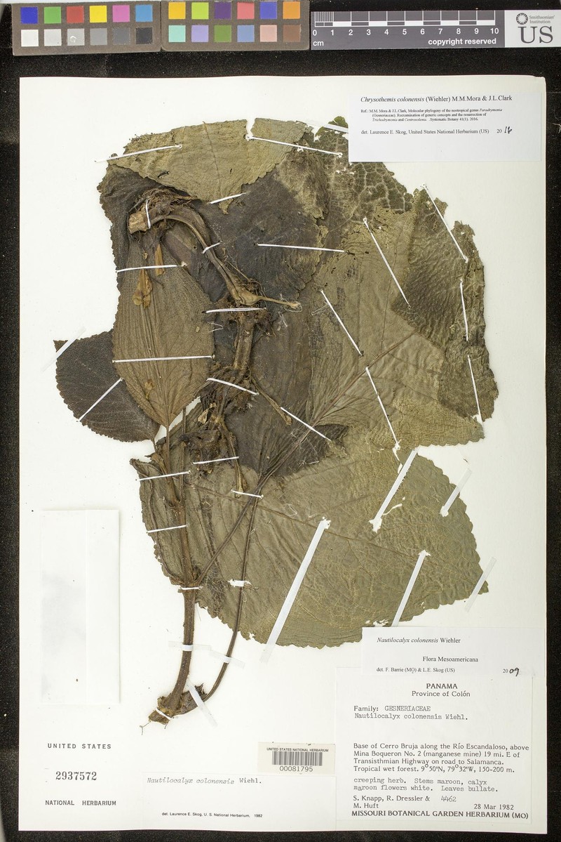 Chrysothemis colonensis