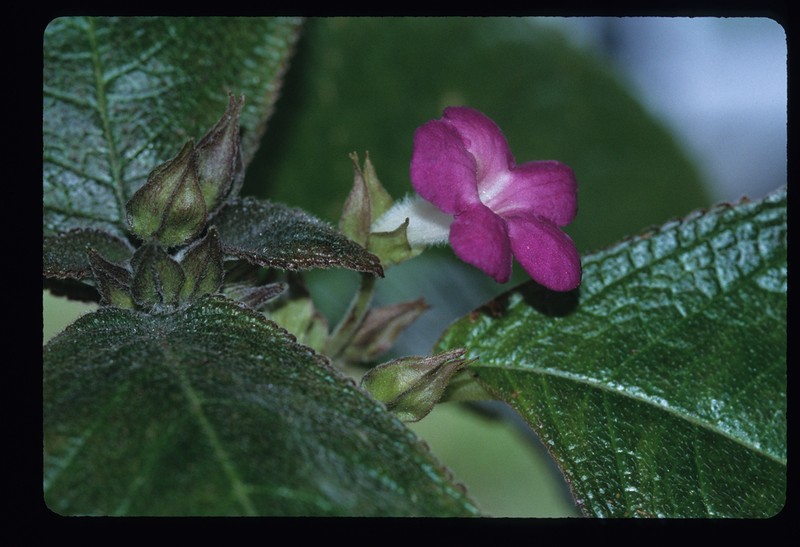 Chrysothemis melittifolia