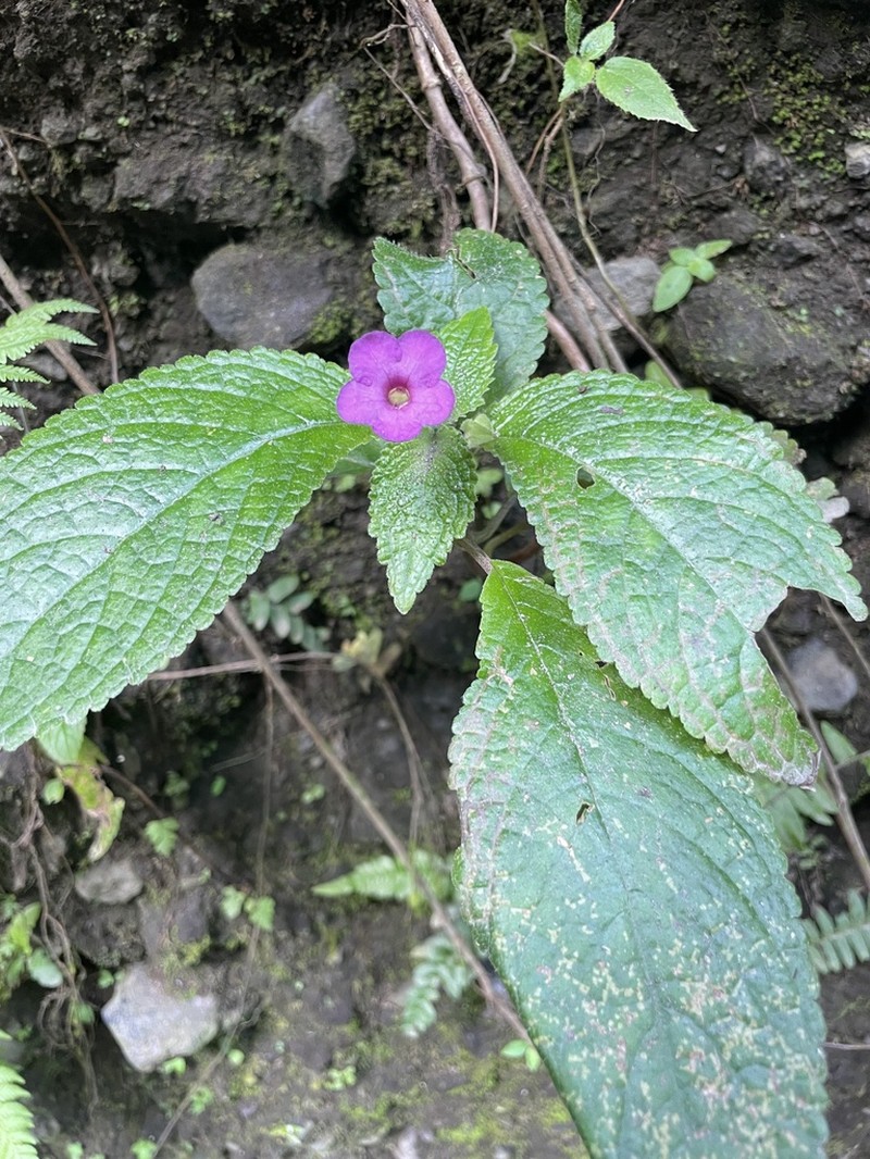 Chrysothemis melittifolia photo 2