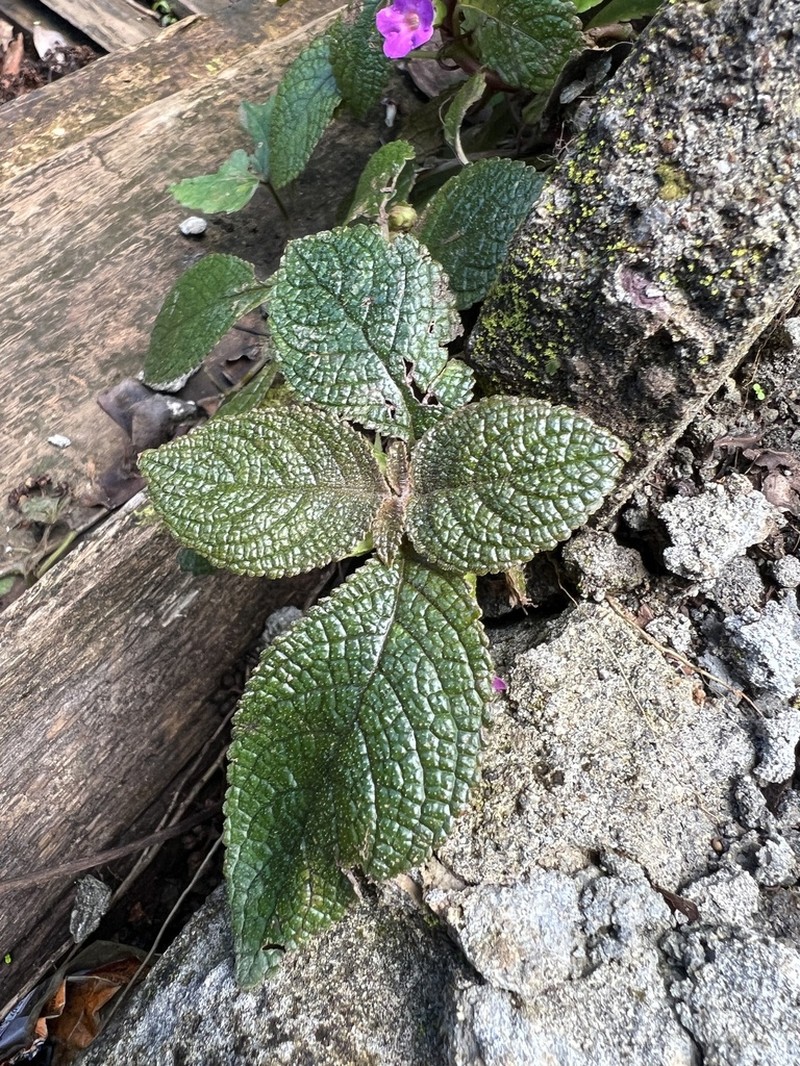 Chrysothemis melittifolia photo 3
