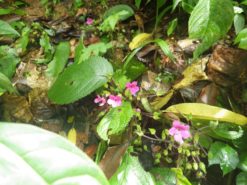 Chrysothemis melittifolia photo 4