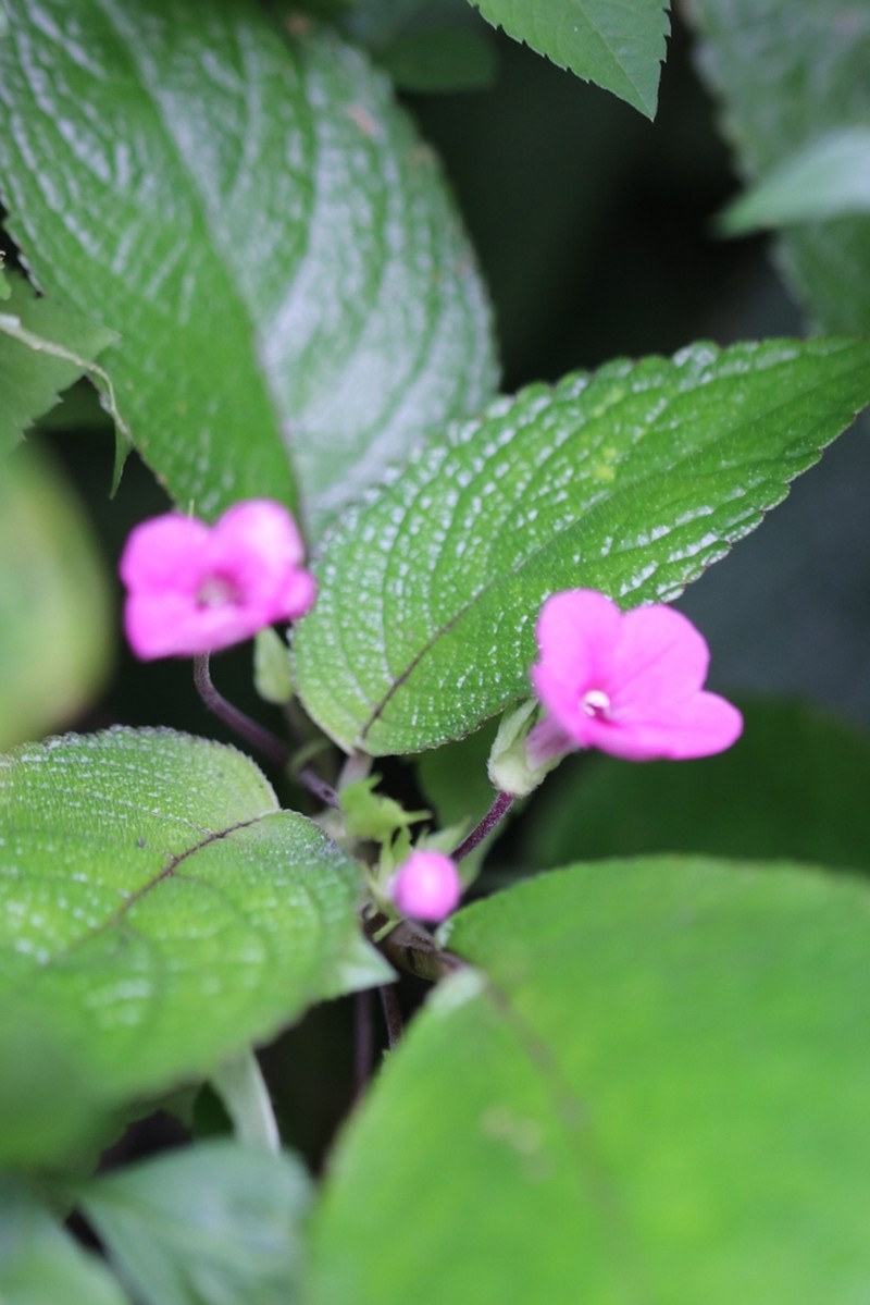 Chrysothemis melittifolia photo 5