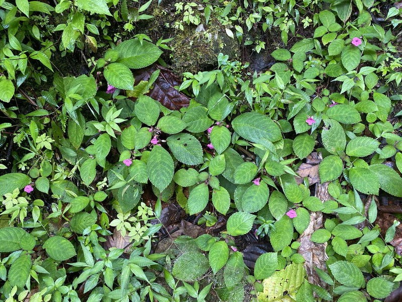 Chrysothemis melittifolia photo 6