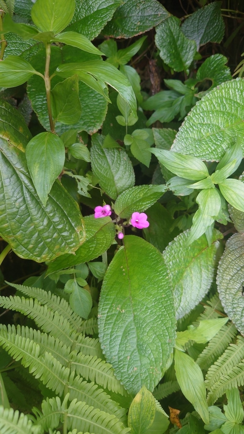 Chrysothemis melittifolia photo 7