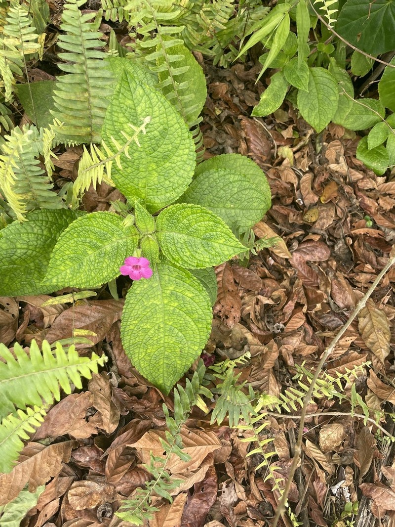 Chrysothemis melittifolia photo 8