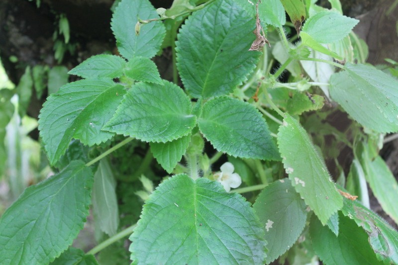 Chrysothemis panamensis