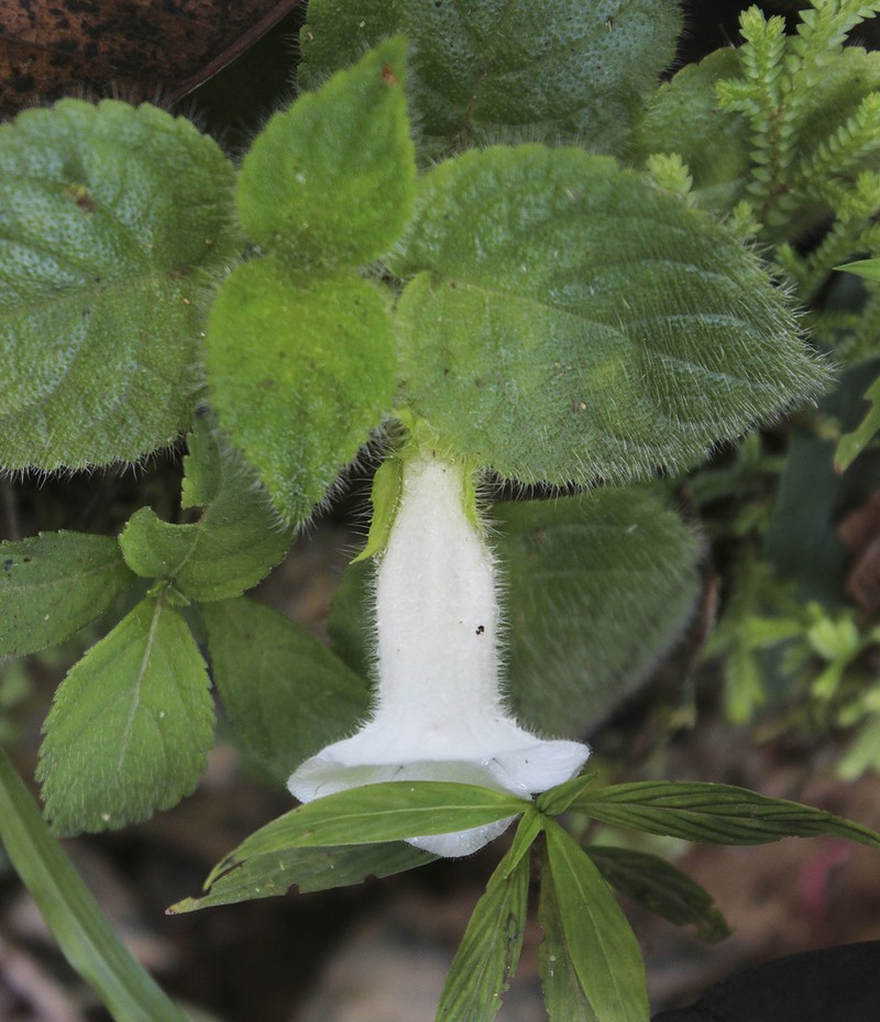 Chrysothemis panamensis photo 2