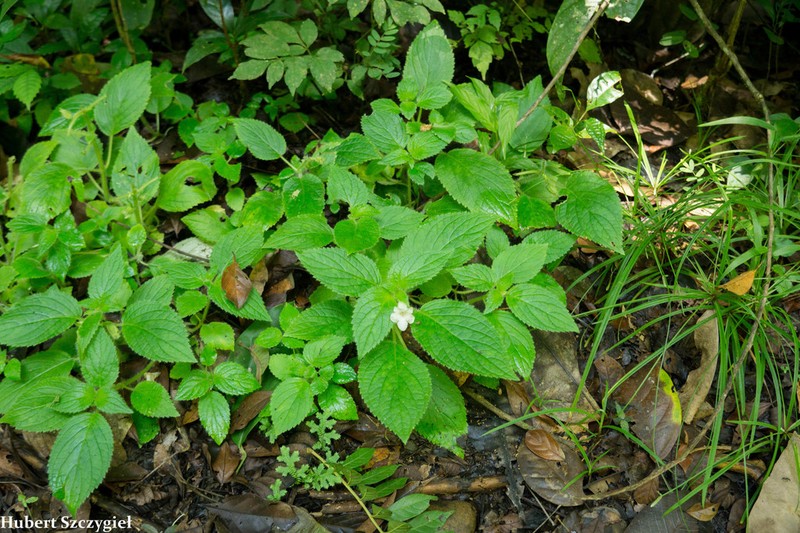 Chrysothemis panamensis photo 3