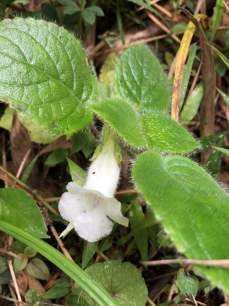 Chrysothemis panamensis photo 4