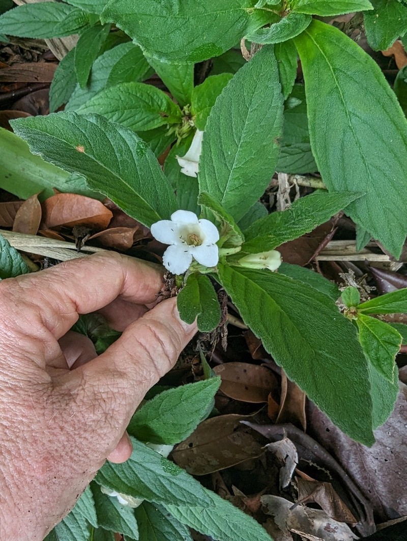 Chrysothemis panamensis photo 5