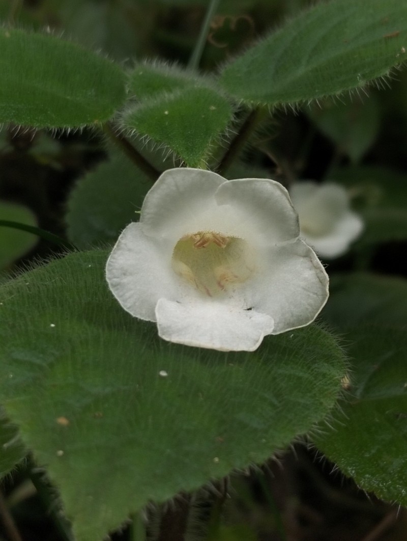 Chrysothemis panamensis photo 6