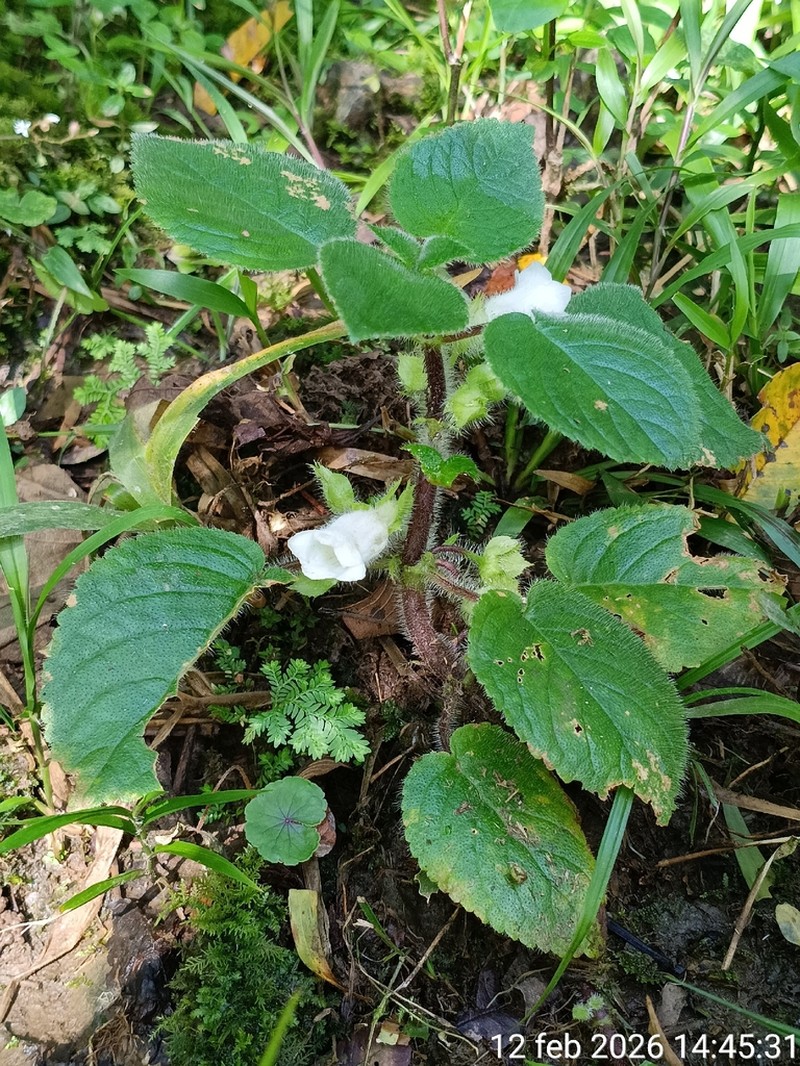 Chrysothemis panamensis photo 7