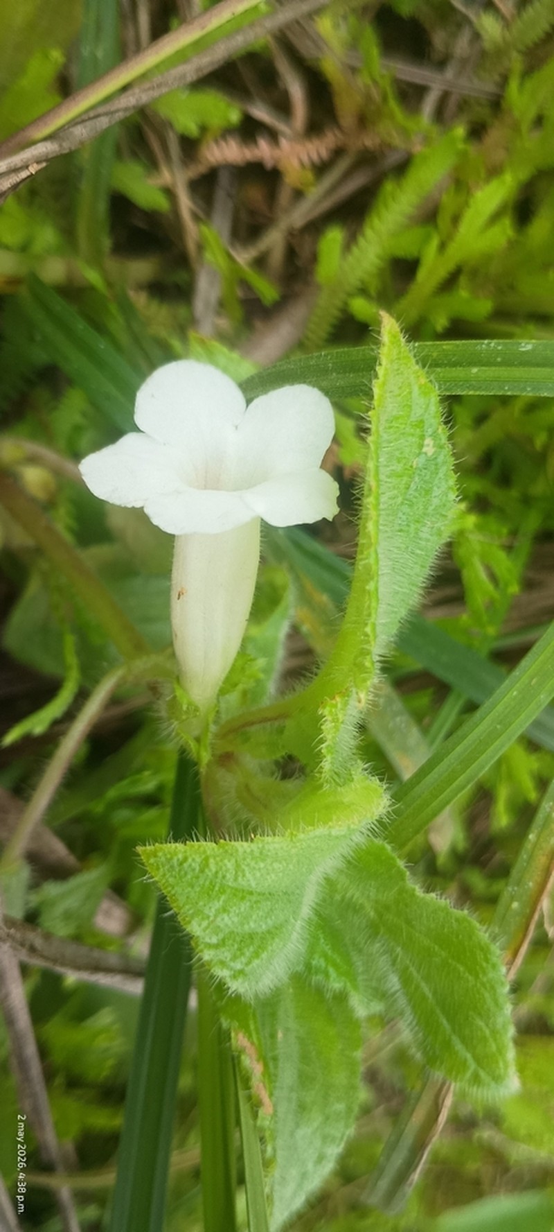 Chrysothemis panamensis photo 8