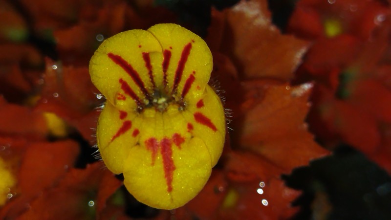 Squarestem photo 2