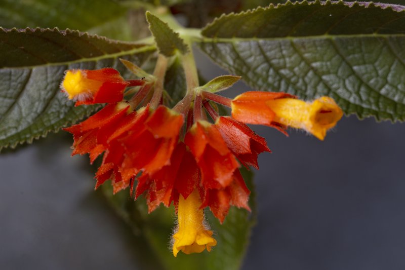 Squarestem photo 5