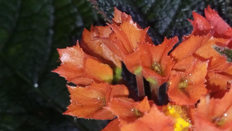 Squarestem photo 6