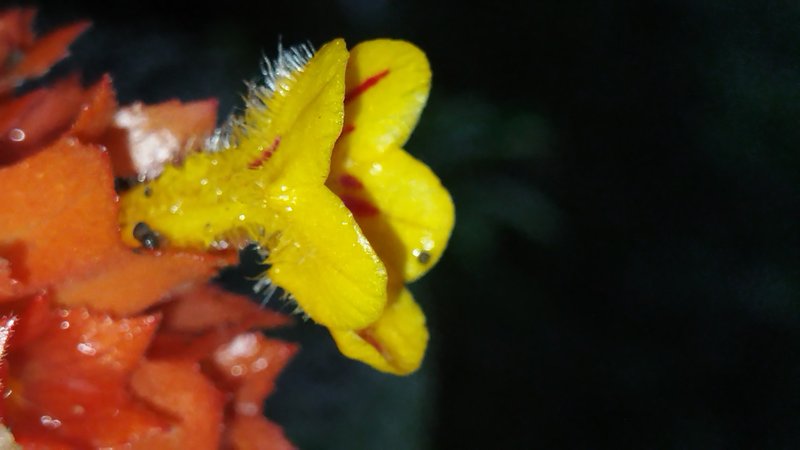 Squarestem photo 7