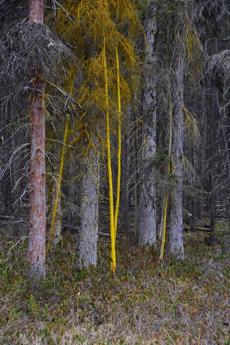 Dust Lichen