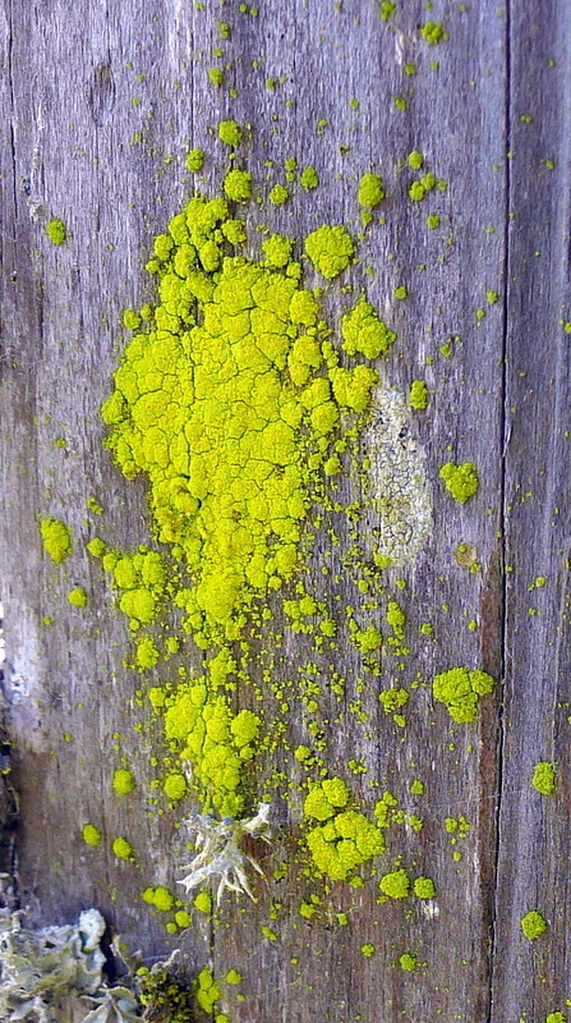 Dust Lichen photo 2