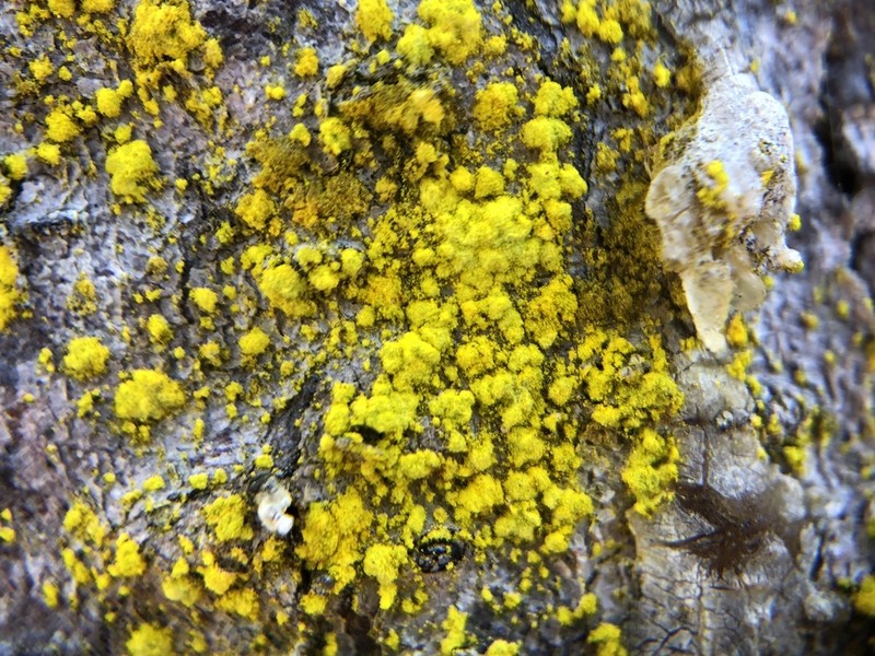 Dust Lichen photo 3