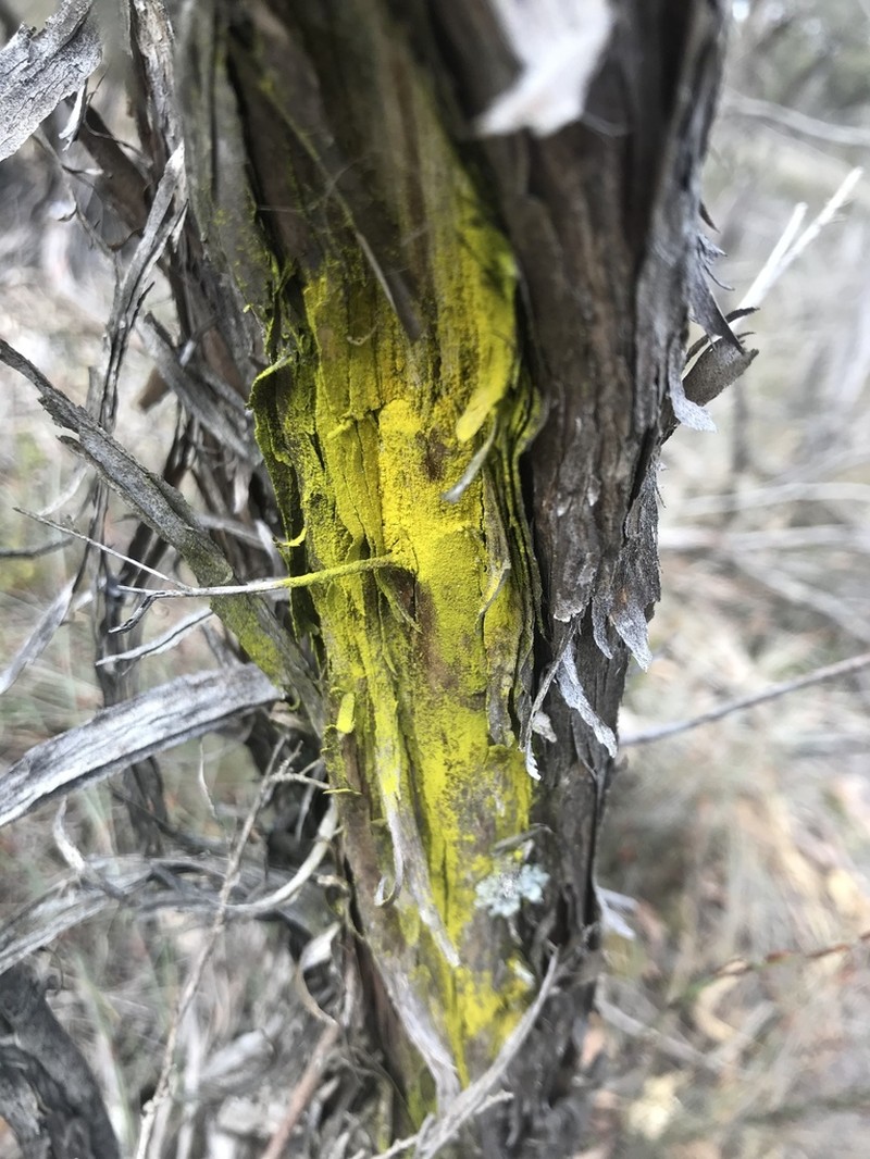 Dust Lichen photo 4