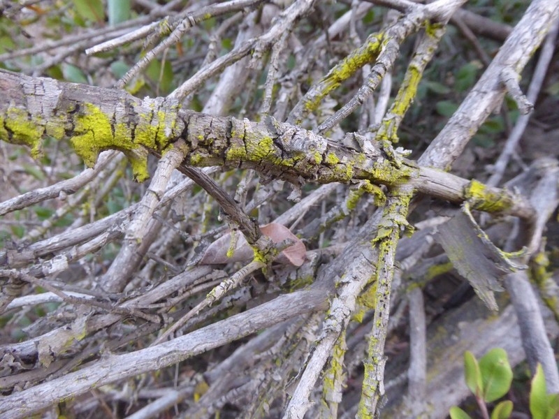 Dust Lichen photo 5