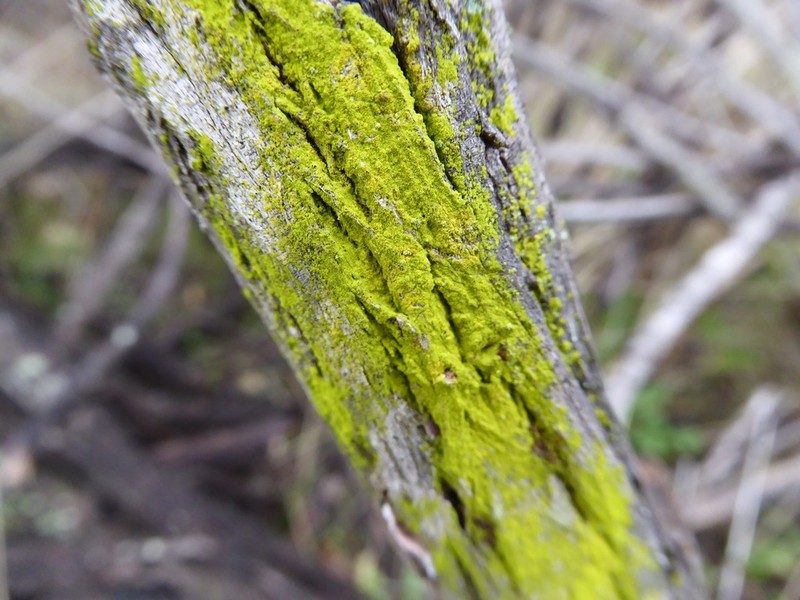 Dust Lichen photo 6