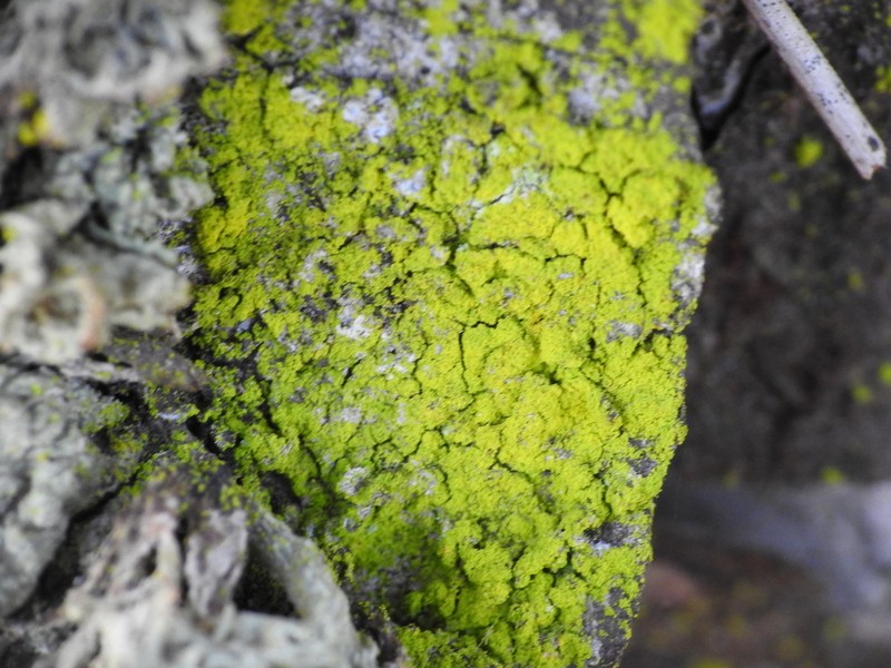Dust Lichen photo 7